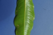<strong>Myrtaceae - Syzygium cymosum - (Lam.) DC</strong><br />© Sarrailh Jean-Michel / CIRAD