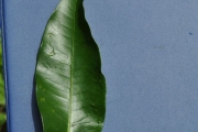 <strong>Myrtaceae - Syzygium cymosum - (Lam.) DC</strong><br />© Sarrailh Jean-Michel / CIRAD