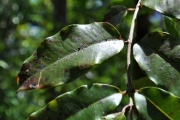 <strong>Myrtaceae - Syzygium cymosum - (Lam.) DC</strong><br />© Sarrailh Jean-Michel / CIRAD