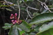 <strong>Myrtaceae - Syzygium cymosum - (Lam.) DC</strong><br />© Sarrailh Jean-Michel / CIRAD