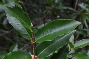 <strong>Myrtaceae - Syzygium cymosum - (Lam.) DC</strong><br />© Sarrailh Jean-Michel / CIRAD