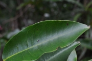 <strong>Myrtaceae - Syzygium cymosum - (Lam.) DC</strong><br />© Sarrailh Jean-Michel / CIRAD