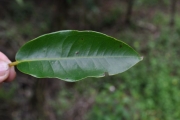 <strong>Myrtaceae - Syzygium cymosum - (Lam.) DC</strong><br />© Sarrailh Jean-Michel / CIRAD