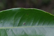 <strong>Myrtaceae - Syzygium cymosum - (Lam.) DC</strong><br />© Sarrailh Jean-Michel / CIRAD