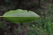 <strong>Myrtaceae - Syzygium cymosum - (Lam.) DC</strong><br />© Sarrailh Jean-Michel / CIRAD