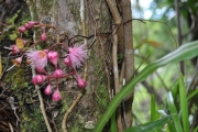 <strong>Myrtaceae - Syzygium cymosum - (Lam.) DC</strong><br />© Sarrailh Jean-Michel / CIRAD