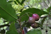 <strong>Myrtaceae - Syzygium cymosum - (Lam.) DC</strong><br />© Sarrailh Jean-Michel / CIRAD
