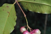 <strong>Myrtaceae - Syzygium cymosum - (Lam.) DC</strong><br />© Sarrailh Jean-Michel / CIRAD