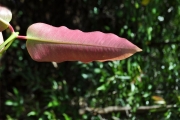 <strong>Myrtaceae - Syzygium cymosum - (Lam.) DC</strong><br />© Sarrailh Jean-Michel / CIRAD