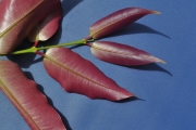 <strong>Myrtaceae - Syzygium cymosum - (Lam.) DC</strong><br />© Sarrailh Jean-Michel / CIRAD