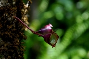 <strong>Myrtaceae - Syzygium cymosum - (Lam.) DC</strong><br />© Sarrailh Jean-Michel / CIRAD