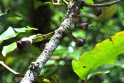 <strong>Myrtaceae - Syzygium cymosum - (Lam.) DC</strong><br />© Sarrailh Jean-Michel / CIRAD
