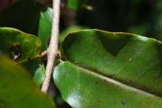<strong>Myrtaceae - Syzygium cymosum - (Lam.) DC</strong><br />© Sarrailh Jean-Michel / CIRAD