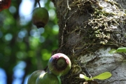 <strong>Myrtaceae - Syzygium cymosum - (Lam.) DC</strong><br />© Sarrailh Jean-Michel / CIRAD