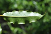 <strong>Myrtaceae - Syzygium cymosum - (Lam.) DC</strong><br />© Sarrailh Jean-Michel / CIRAD
