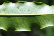<strong>Myrtaceae - Syzygium cymosum - (Lam.) DC</strong><br />© Sarrailh Jean-Michel / CIRAD
