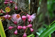 <strong>Myrtaceae - Syzygium cymosum - (Lam.) DC</strong><br />© Sarrailh Jean-Michel / CIRAD