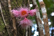 <strong>Myrtaceae - Syzygium cymosum - (Lam.) DC</strong><br />© Sarrailh Jean-Michel / CIRAD