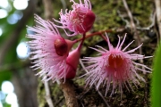<strong>Myrtaceae - Syzygium cymosum - (Lam.) DC</strong><br />© Sarrailh Jean-Michel / CIRAD