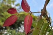 <strong>Myrtaceae - Syzygium cymosum - (Lam.) DC</strong><br />© Sarrailh Jean-Michel / CIRAD
