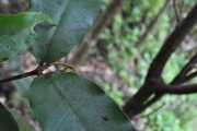 <strong>Myrtaceae - Syzygium cymosum - (Lam.) DC</strong><br />© Sarrailh Jean-Michel / CIRAD