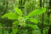 <strong>Apocynaceae - Tabernaemontana mauritiana - Lam.</strong><br />© Sarrailh Jean-Michel / CIRAD