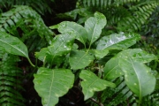 <strong>Apocynaceae - Tabernaemontana mauritiana - Lam.</strong><br />© Sarrailh Jean-Michel / CIRAD