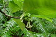 <strong>Apocynaceae - Tabernaemontana mauritiana - Lam.</strong><br />© Sarrailh Jean-Michel / CIRAD
