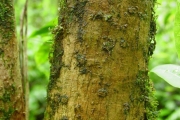 <strong>Apocynaceae - Tabernaemontana mauritiana - Lam.</strong><br />© Sarrailh Jean-Michel / CIRAD