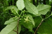 <strong>Apocynaceae - Tabernaemontana mauritiana - Lam.</strong><br />© Sarrailh Jean-Michel / CIRAD