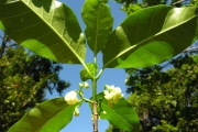 <strong>Apocynaceae - Tabernaemontana mauritiana - Lam.</strong><br />© Sarrailh Jean-Michel / CIRAD