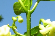 <strong>Apocynaceae - Tabernaemontana mauritiana - Lam.</strong><br />© Sarrailh Jean-Michel / CIRAD