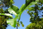 <strong>Apocynaceae - Tabernaemontana mauritiana - Lam.</strong><br />© Sarrailh Jean-Michel / CIRAD