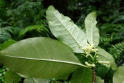 <strong>Apocynaceae - Tabernaemontana mauritiana - Lam.</strong><br />© Sarrailh Jean-Michel / CIRAD