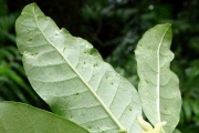 <strong>Apocynaceae - Tabernaemontana mauritiana - Lam.</strong><br />© Sarrailh Jean-Michel / CIRAD
