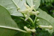 <strong>Apocynaceae - Tabernaemontana mauritiana - Lam.</strong><br />© Sarrailh Jean-Michel / CIRAD