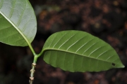 <strong>Apocynaceae - Tabernaemontana mauritiana - Lam.</strong><br />© Sarrailh Jean-Michel / CIRAD