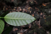 <strong>Apocynaceae - Tabernaemontana mauritiana - Lam.</strong><br />© Sarrailh Jean-Michel / CIRAD