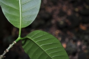 <strong>Apocynaceae - Tabernaemontana mauritiana - Lam.</strong><br />© Sarrailh Jean-Michel / CIRAD