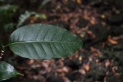 <strong>Apocynaceae - Tabernaemontana mauritiana - Lam.</strong><br />© Sarrailh Jean-Michel / CIRAD