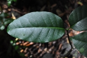 <strong>Apocynaceae - Tabernaemontana mauritiana - Lam.</strong><br />© Sarrailh Jean-Michel / CIRAD