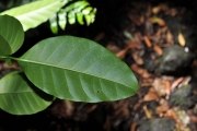<strong>Apocynaceae - Tabernaemontana mauritiana - Lam.</strong><br />© Sarrailh Jean-Michel / CIRAD