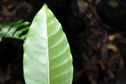 <strong>Apocynaceae - Tabernaemontana mauritiana - Lam.</strong><br />© Sarrailh Jean-Michel / CIRAD