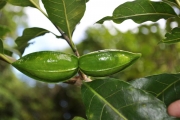 <strong>Apocynaceae - Tabernaemontana mauritiana - Lam.</strong><br />© Sarrailh Jean-Michel / CIRAD