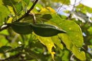 <strong>Apocynaceae - Tabernaemontana mauritiana - Lam.</strong><br />© Sarrailh Jean-Michel / CIRAD