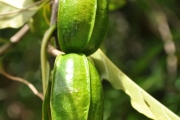 <strong>Apocynaceae - Tabernaemontana mauritiana - Lam.</strong><br />© Sarrailh Jean-Michel / CIRAD