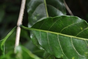 <strong>Apocynaceae - Tabernaemontana mauritiana - Lam.</strong><br />© Sarrailh Jean-Michel / CIRAD