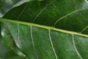 <strong>Apocynaceae - Tabernaemontana mauritiana - Lam.</strong><br />© Sarrailh Jean-Michel / CIRAD