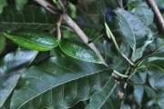 <strong>Apocynaceae - Tabernaemontana mauritiana - Lam.</strong><br />© Sarrailh Jean-Michel / CIRAD