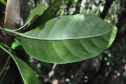 <strong>Apocynaceae - Tabernaemontana mauritiana - Lam.</strong><br />© Sarrailh Jean-Michel / CIRAD